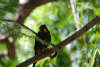 Orange Beak Bird